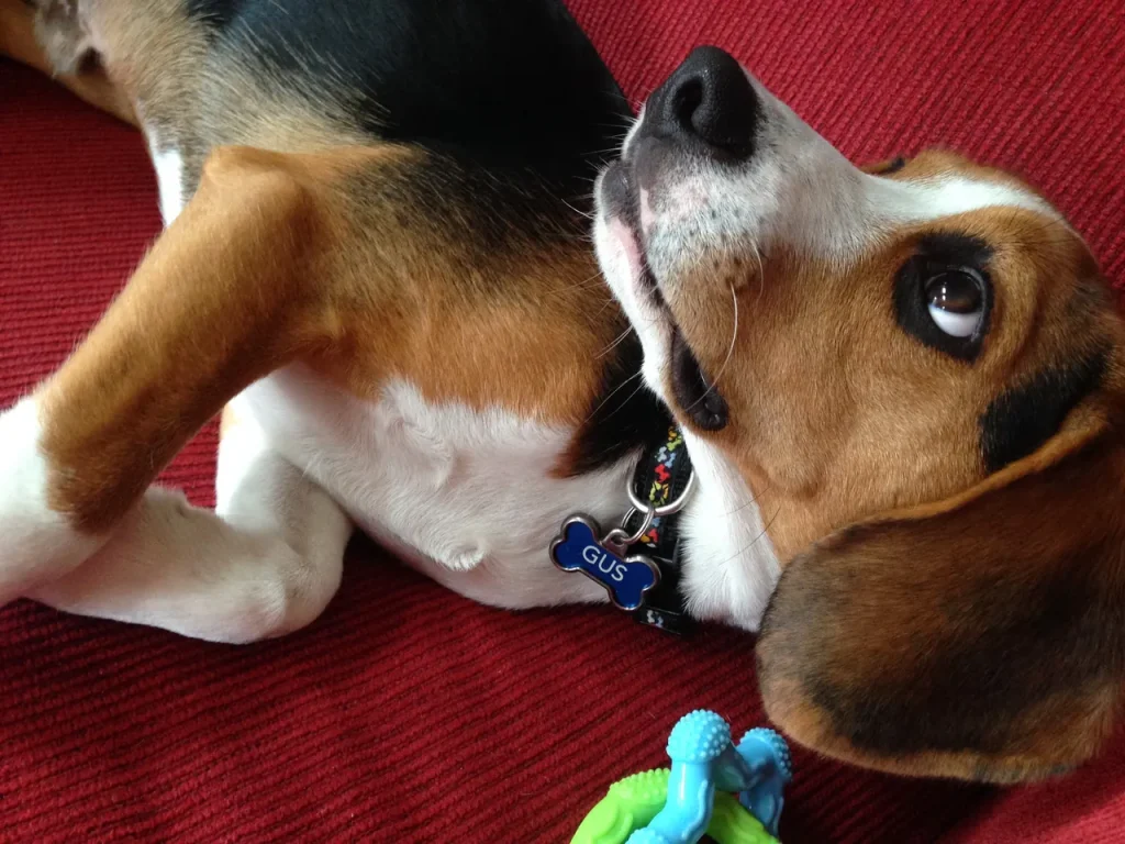 Gus showing his sweet side.